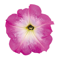 Petunia Success TR Pink Morn PLT