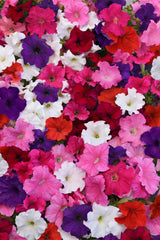 Petunia Supercascade Mix PLT