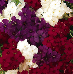 Phlox 21st Century Patriot Mix Primed