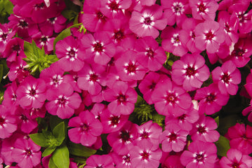 Phlox 21st Century Pink Primed