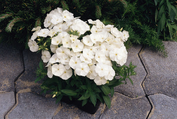 Phlox 21st Century White Primed