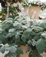 Plectranthus Silver Shield PLT