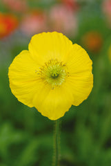 Poppy, Iceland Champagne Bubbles Yellow PRIMED