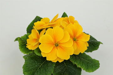 Primula Princessa Golden