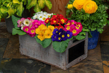 Primula Princessa Mix