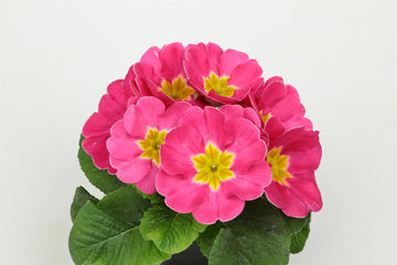 Primula Princessa Pink