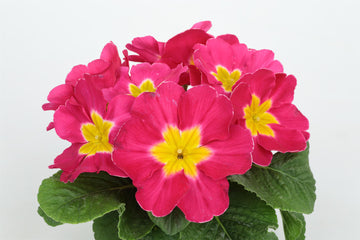 Primula Princessa Rose