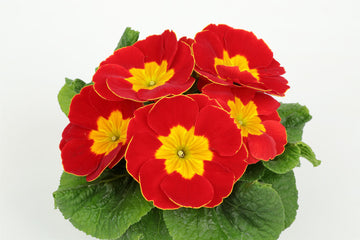 Primula Princessa Scarlet