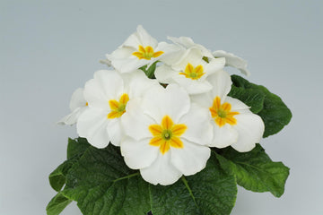 Primula Princessa White