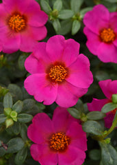 Purslane Toucan Fuschia