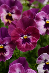 Pansy Cool Wave Raspberry Primed