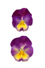 Pansy Cool Wave Raspberry Swirl