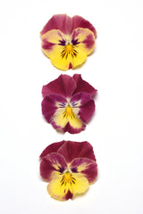 Pansy Cool Wave Strawberry Swirl Primed