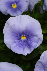 Pansy Matrix Light Blue