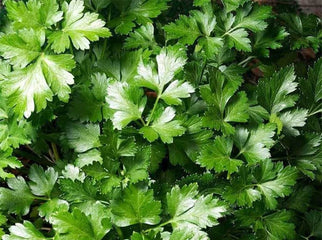 Parsley Italian Giant