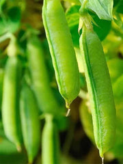 Pea Super Sugar Snap