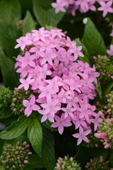 Pentas Lucky Star Lavender PLT