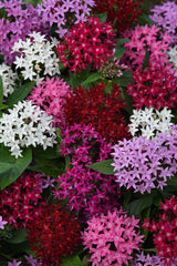 Pentas Lucky Star Mix PLT