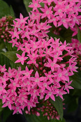 Pentas Lucky Star Pink PLT