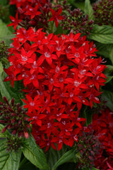 Pentas Lucky Star Dark Red PLT