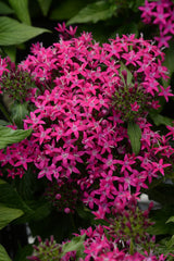 Pentas Lucky Star Violet PLT