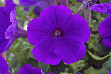 Petunia Trilogy Blue PLT