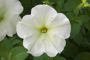 Petunia Trilogy Lime