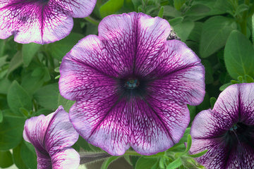Petunia Trilogy Purple Vein
