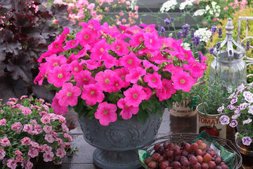 Petunia Trilogy Rose Gen 2 PLT