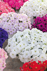 Petunia Trilogy Mix