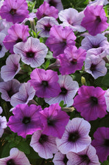 Petunia Easy Wave Plum Pudding Mix PLT