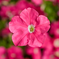 Petunia Picobella Pink PLT