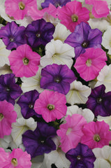 Petunia Shock Wave Spark Mix PLT