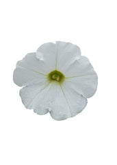 Petunia Shock Wave White PLT