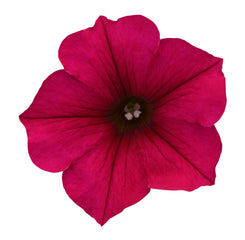 Petunia Wave Carmine Velour PLT