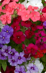 Phlox Dwarf Beauty Mix