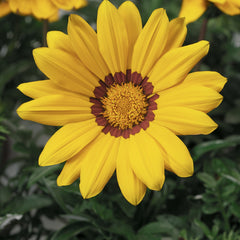 Gazania Gazoo Yellow w/Ring
