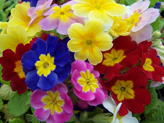 Primula Pacific Giants Mix