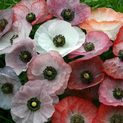 Poppy rhoeas Mother of Pearl