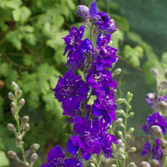 Larkspur QIS Dark Blue
