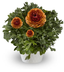 Ranunculus Mache Chocolate