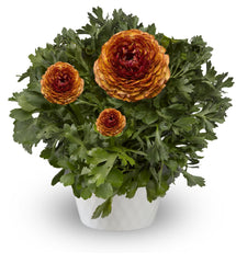 Mache Orange Ranunculus Ranunculus Mache – Vis Seed