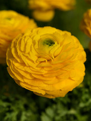Ranunculus Bloomingdale II Golden Yellow Shades PLT