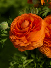 Ranunculus Bloomingdale II Orange Shades PLT