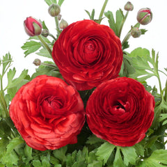 Ranunculus Bloomingdale II Red Shades PLT