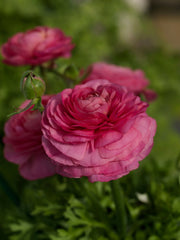 Ranunculus Bloomingdale II Rose Shades PLT