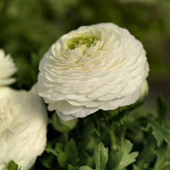 Ranunculus Bloomingdale II White Shades PLT