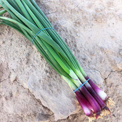 Onion Red Eye Bunching