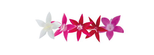 Pentas Graffiti Select Mix  PLT