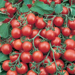 Tomato Tumbler Red
